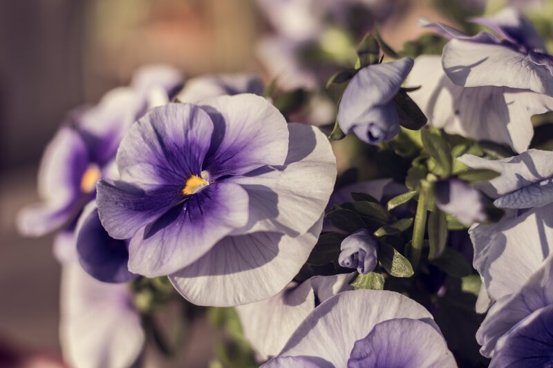 Purple pansies in sunlight