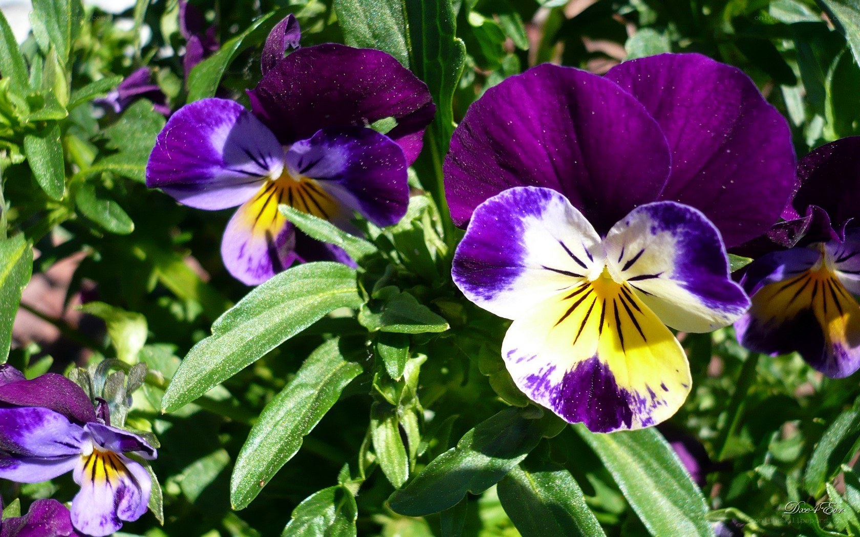 purple pansies in sunlight