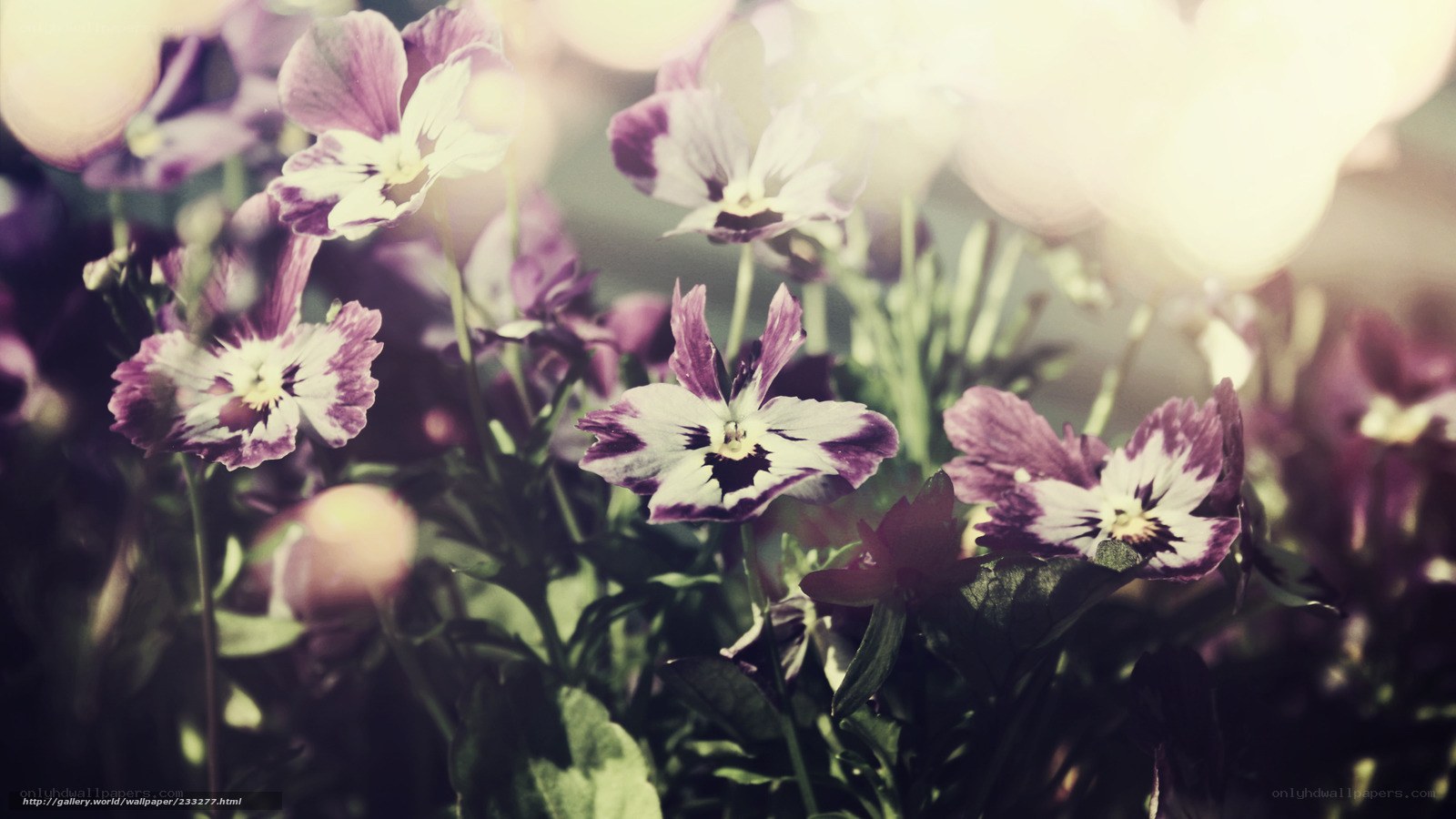 Purple pansies in sunlight
