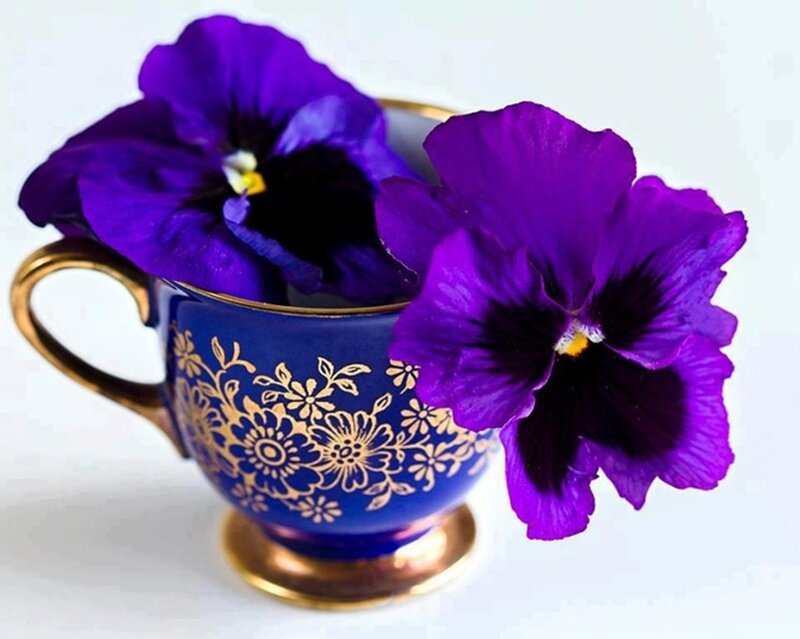 Purple Pansies in Teacup — Serene
