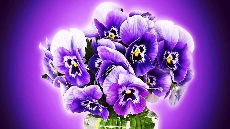 Purple Pansies in Vase — Calm