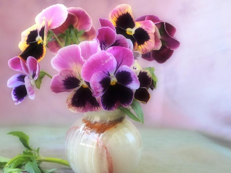 Purple Pansies in Vase — Pink