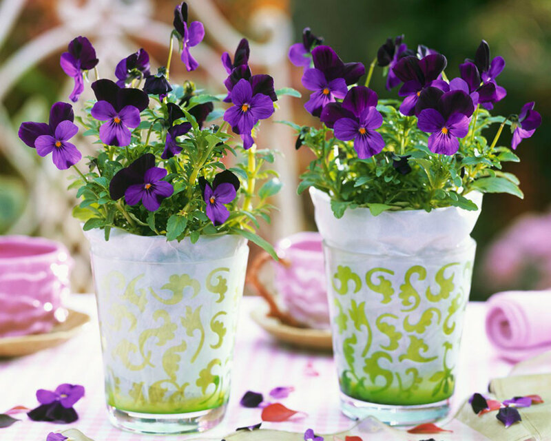 Purple Pansies in Vases