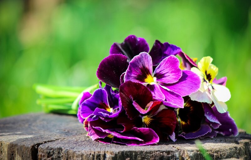 Purple Pansies on Stump