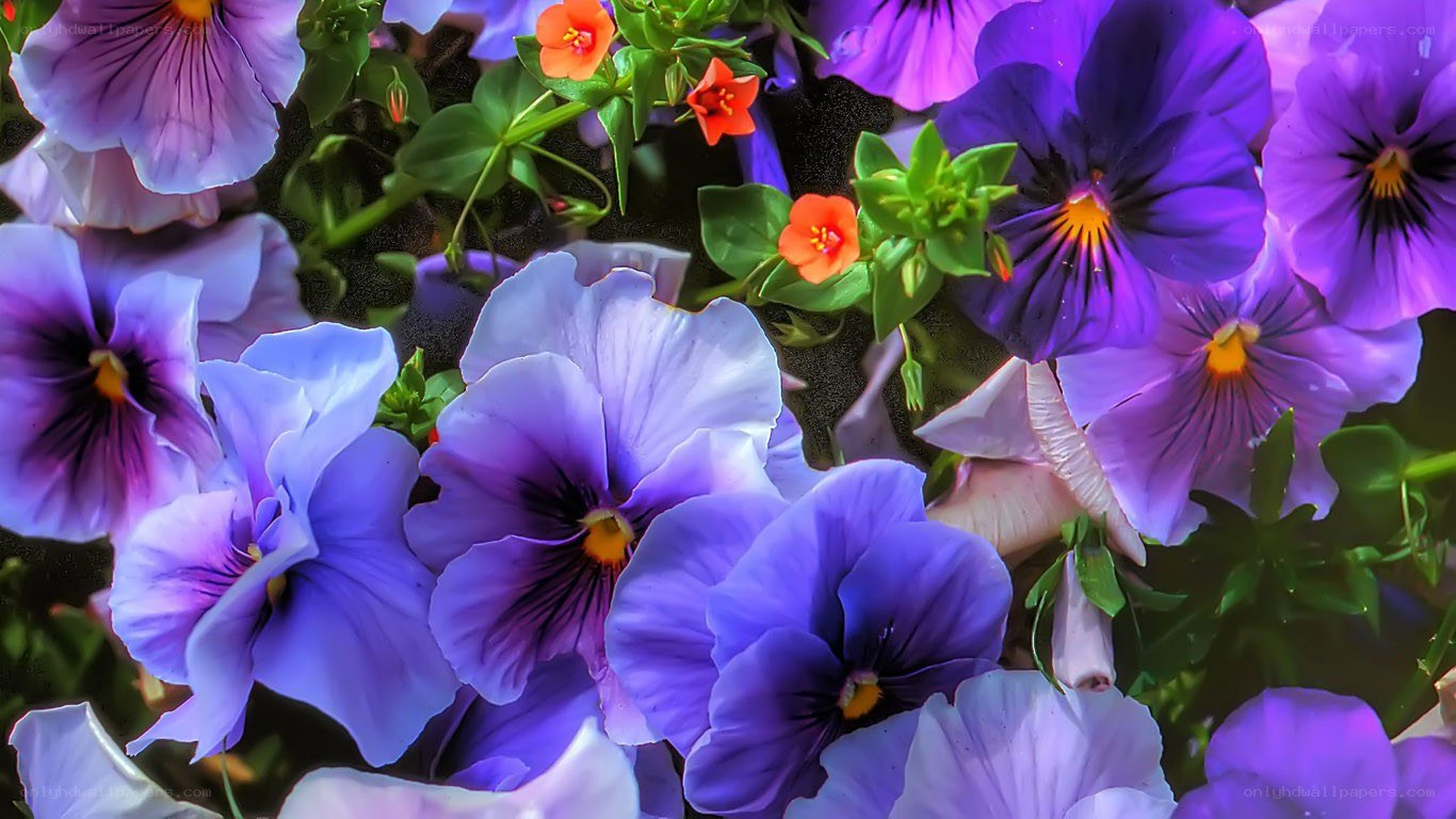 Purple pansies with orange flowers