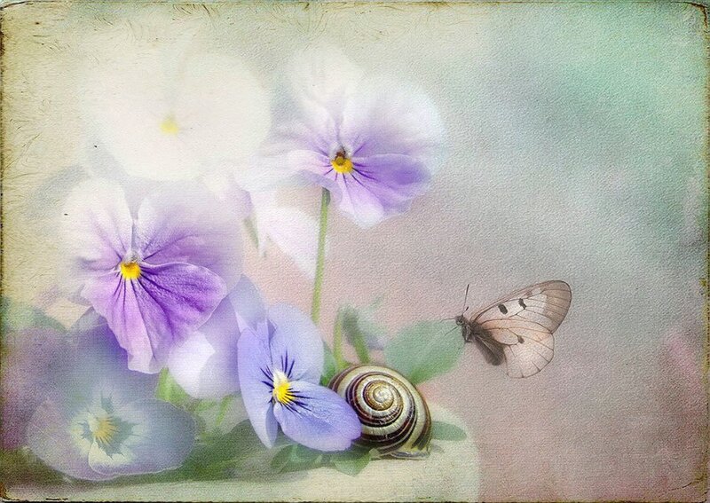Purple Pansies with Snail
