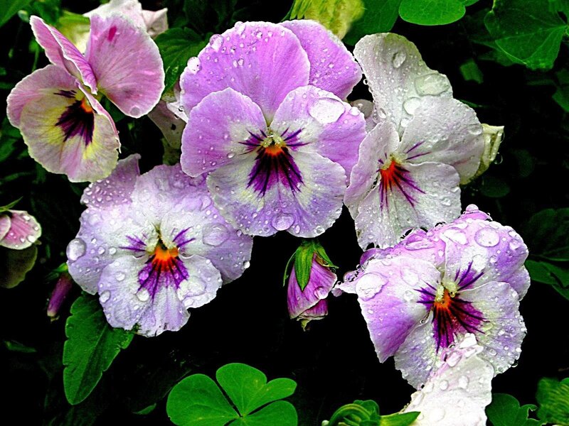 Purple pansies with water droplets
