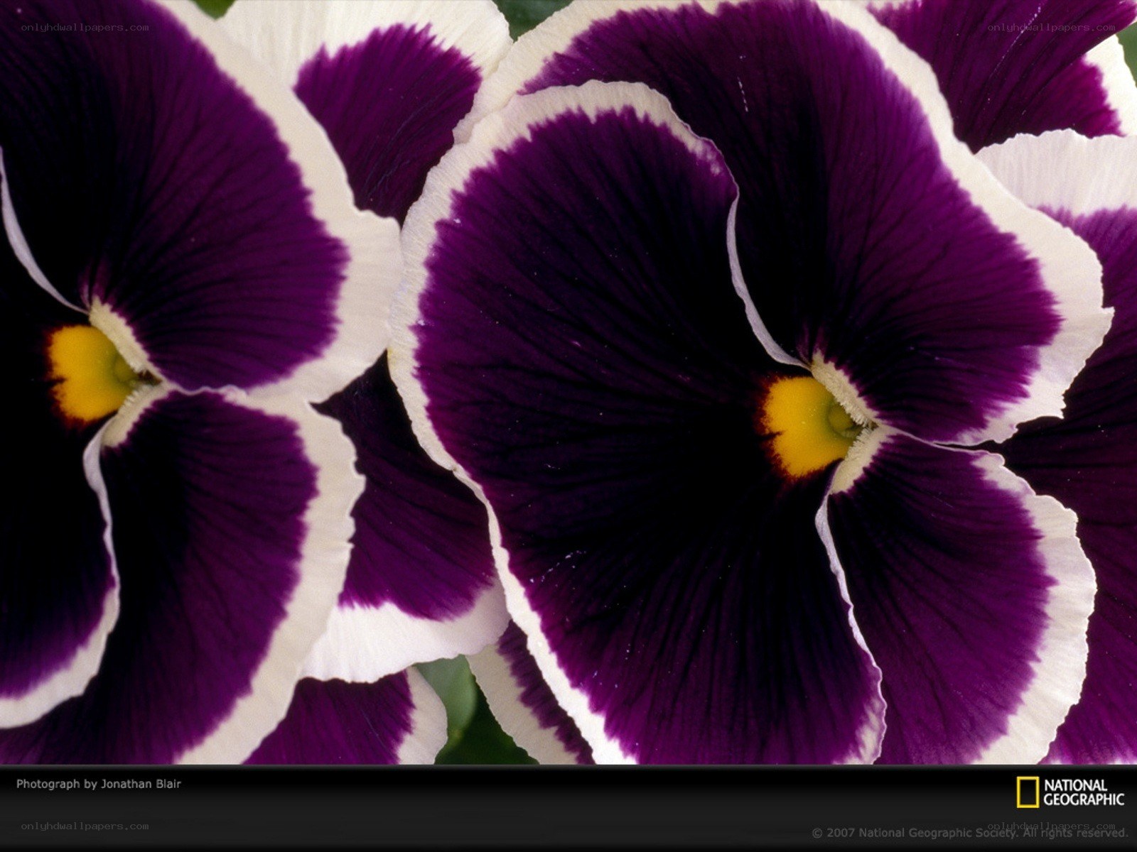 Purple pansies with white edges