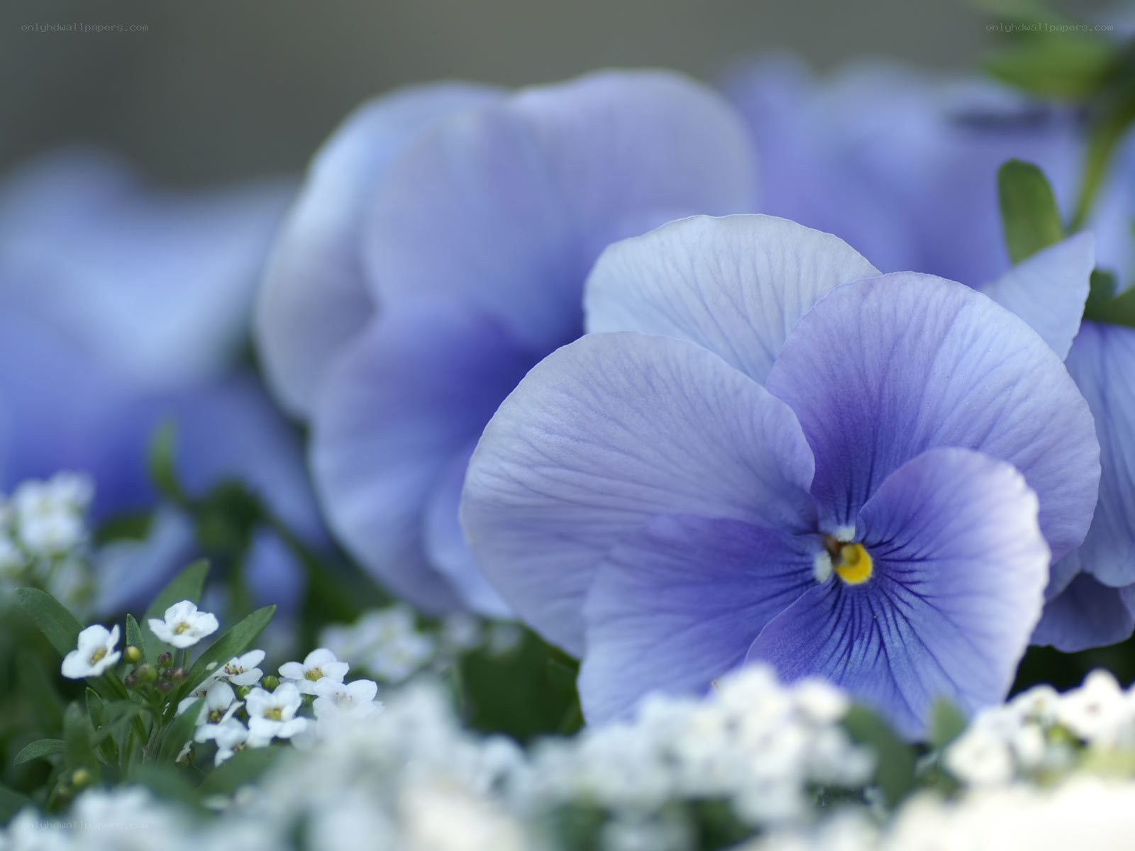 Purple pansies with white flowers