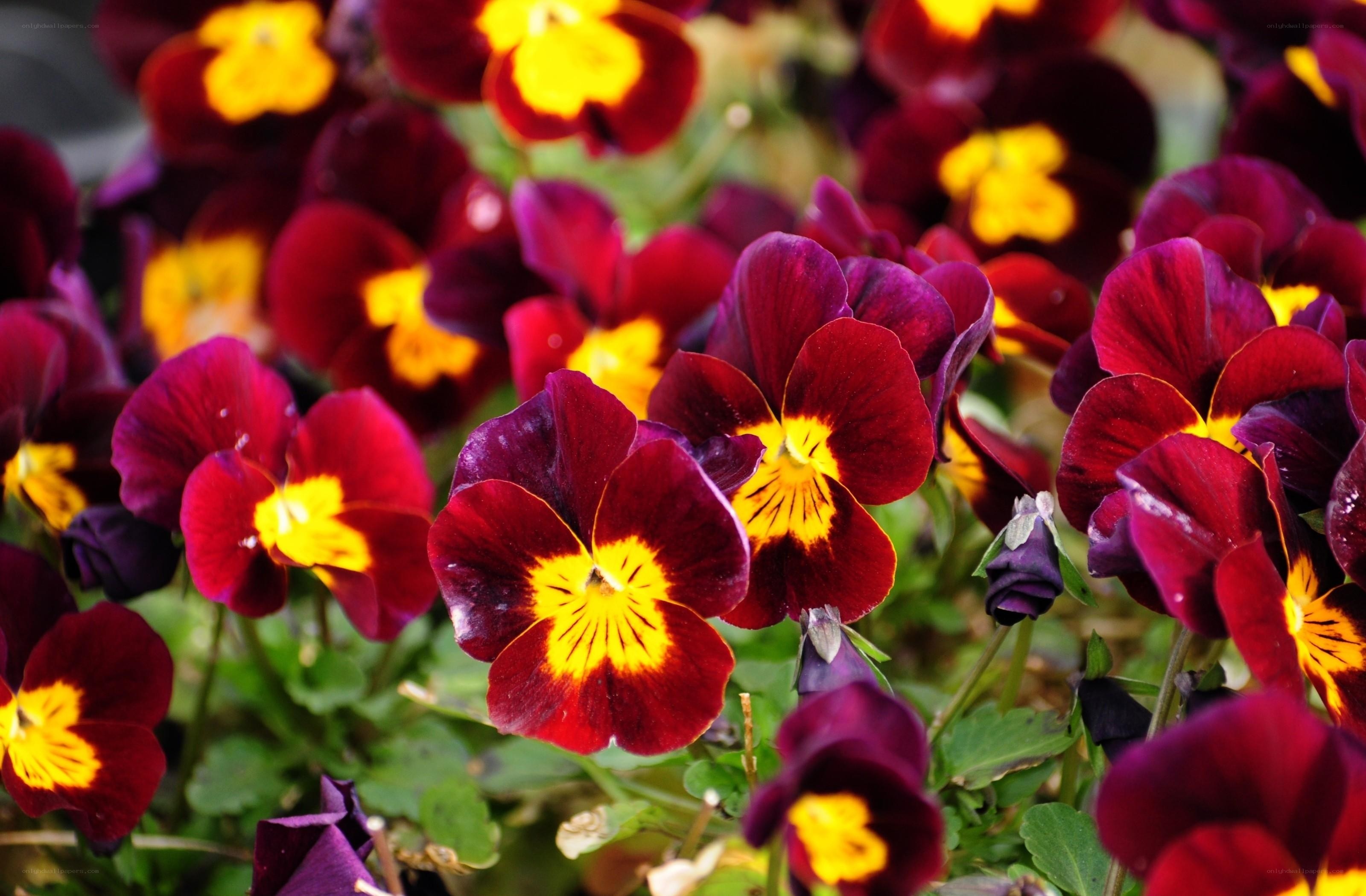 Purple pansies with yellow centers