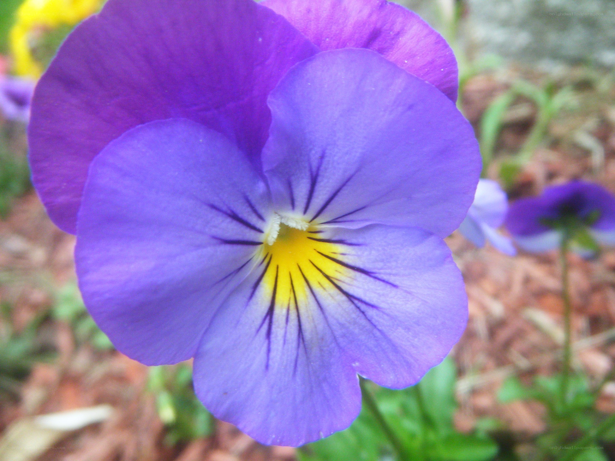 purple pansy flower