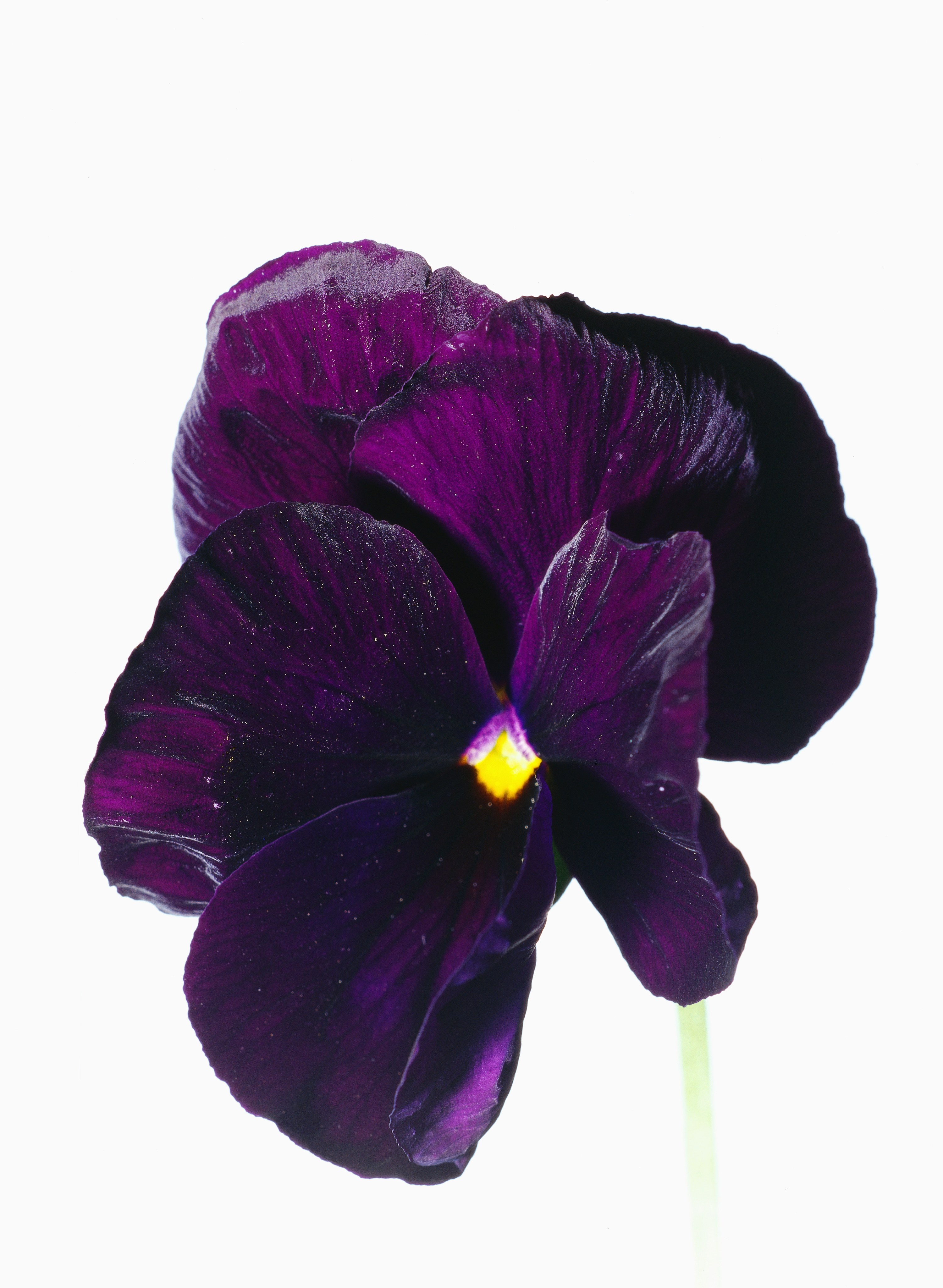 purple pansy flower