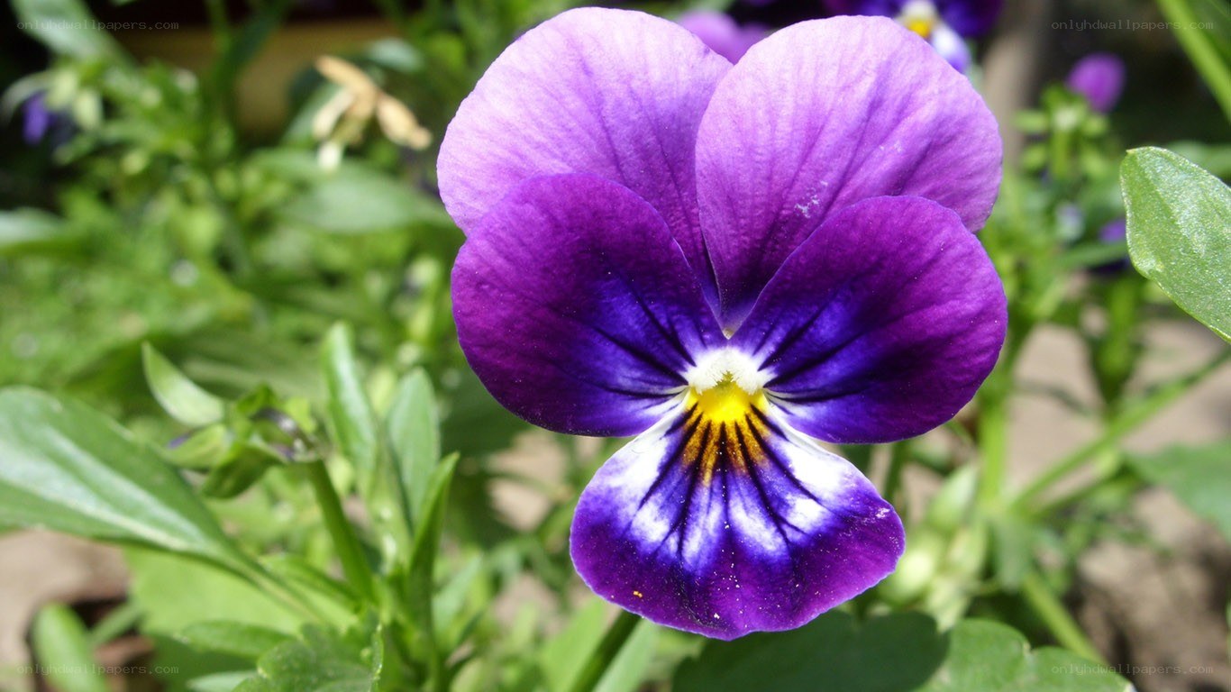 purple pansy flower