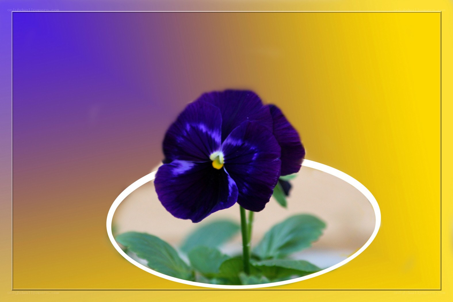 purple pansy flower