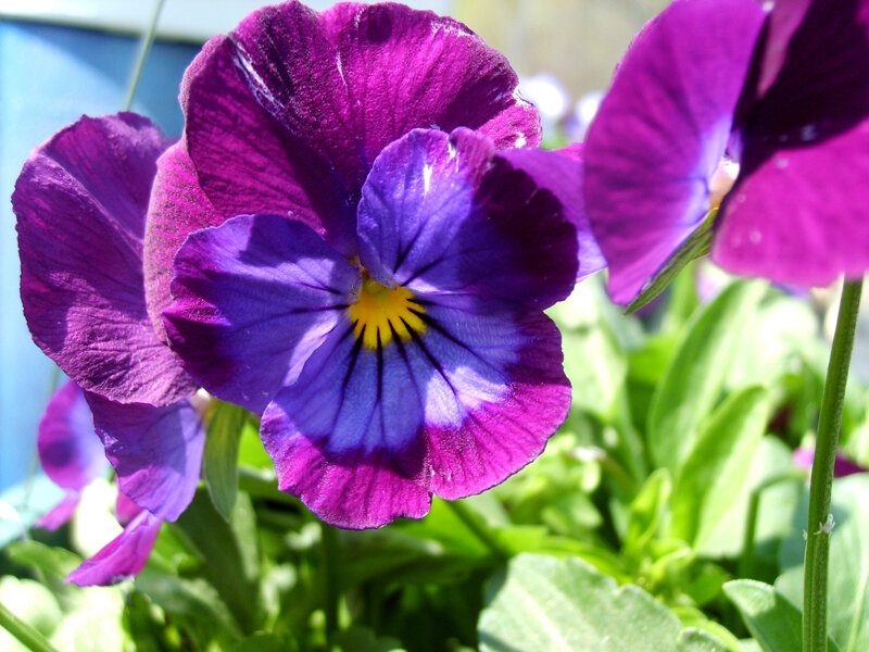 Purple pansy flower