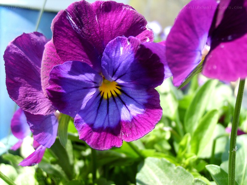 Purple pansy flower