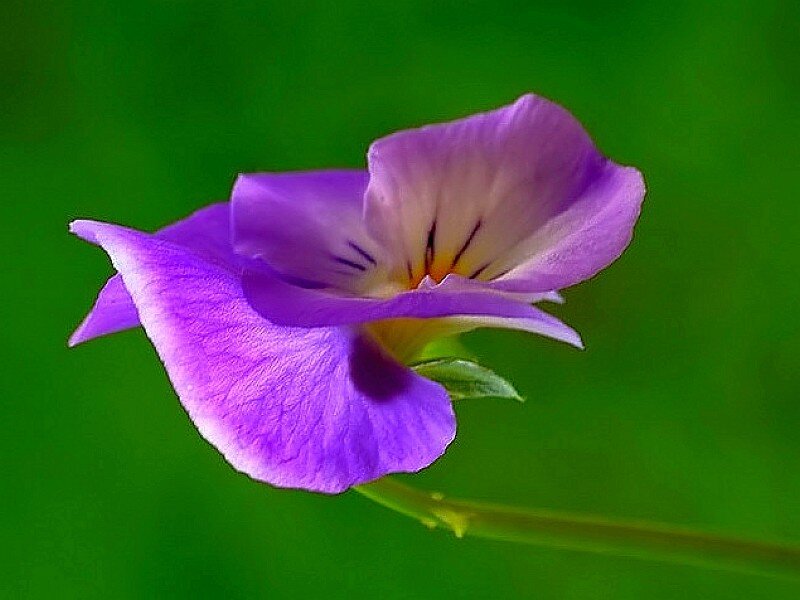 purple pansy flower