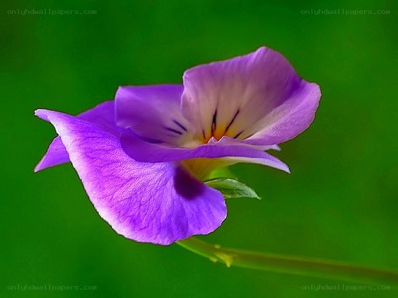purple pansy flower