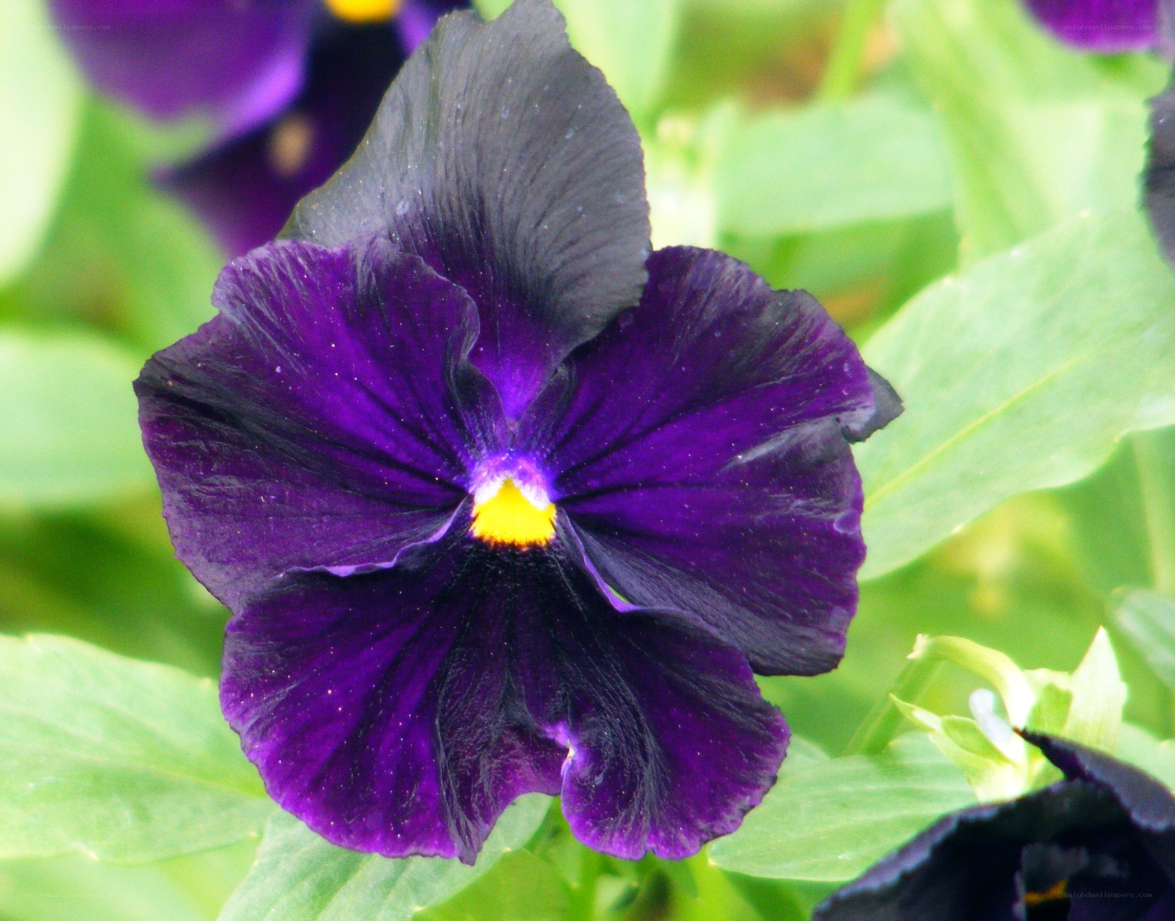 purple pansy flower