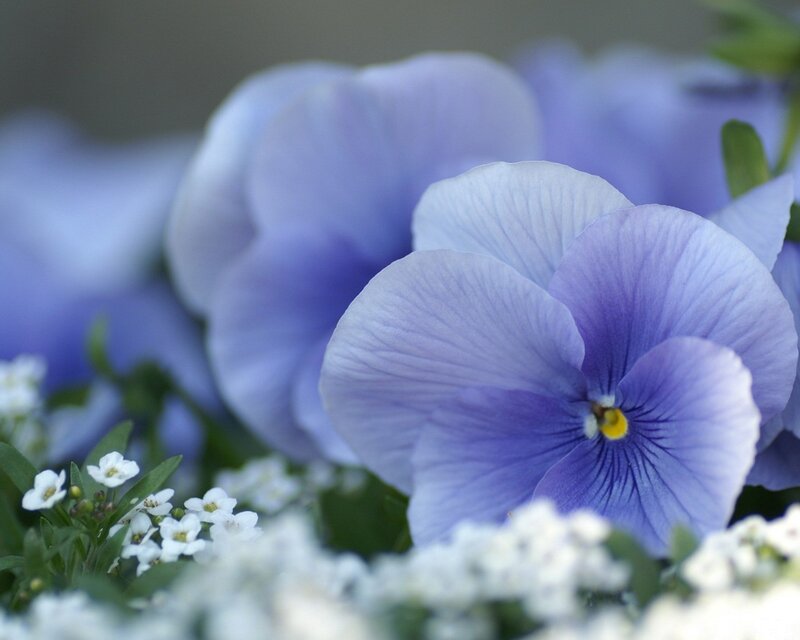 Purple Pansy Flower — Blue, Calm, Spring