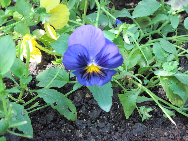 Purple Pansy Flower — Blue, Calm