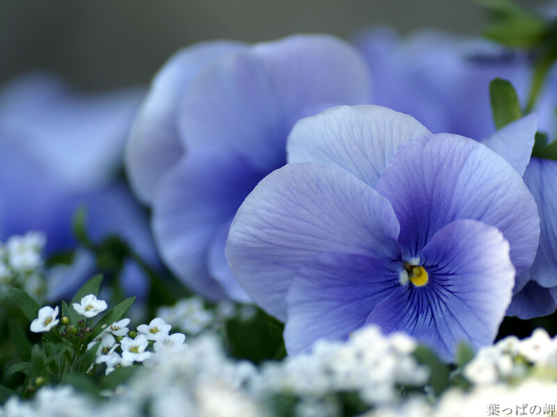 Purple Pansy Flower — Blue, Serene, Spring