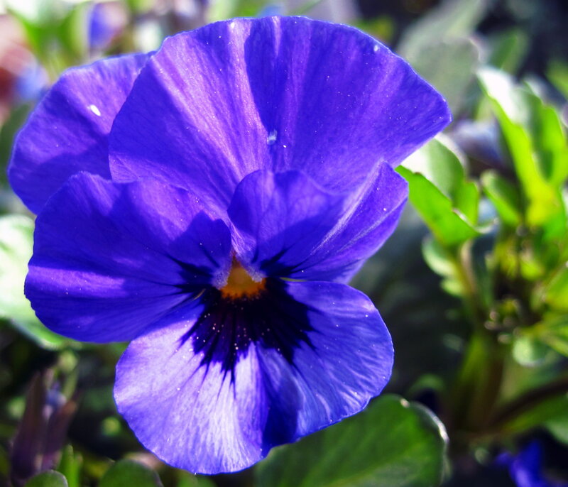 Purple Pansy Flower — Blue, Serene