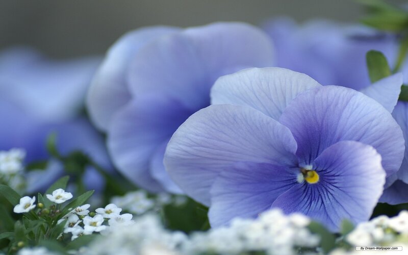 Purple Pansy Flower — Blue