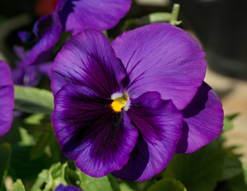 Purple Pansy Flower — Calm, Afternoon, Photograph, Green Leaves