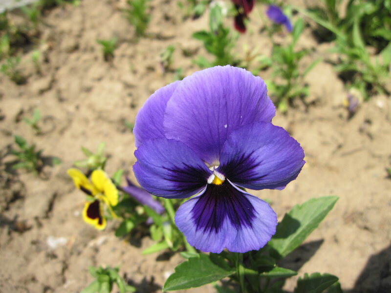 Purple Pansy Flower — Calm, Afternoon