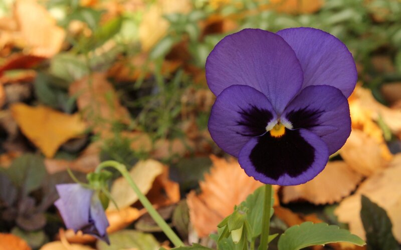 Purple Pansy Flower — Calm, Autumn, Photograph