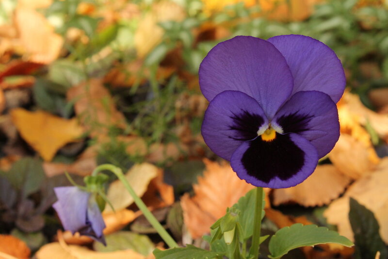 Purple Pansy Flower — Calm, Autumn