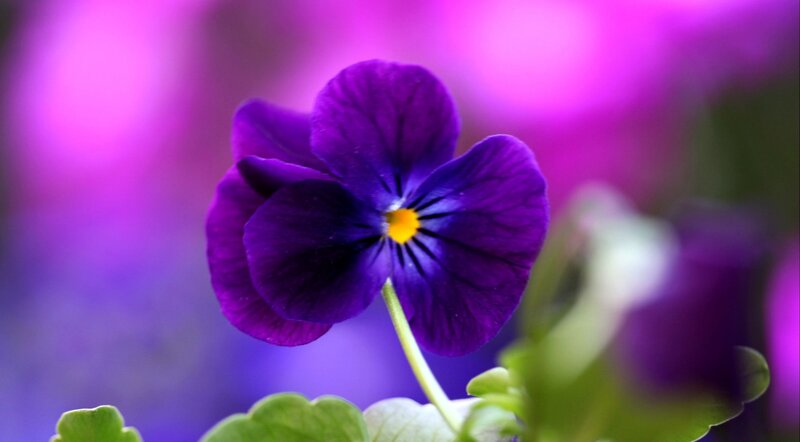 Purple Pansy Flower — Calm, Photograph, Green Leaves
