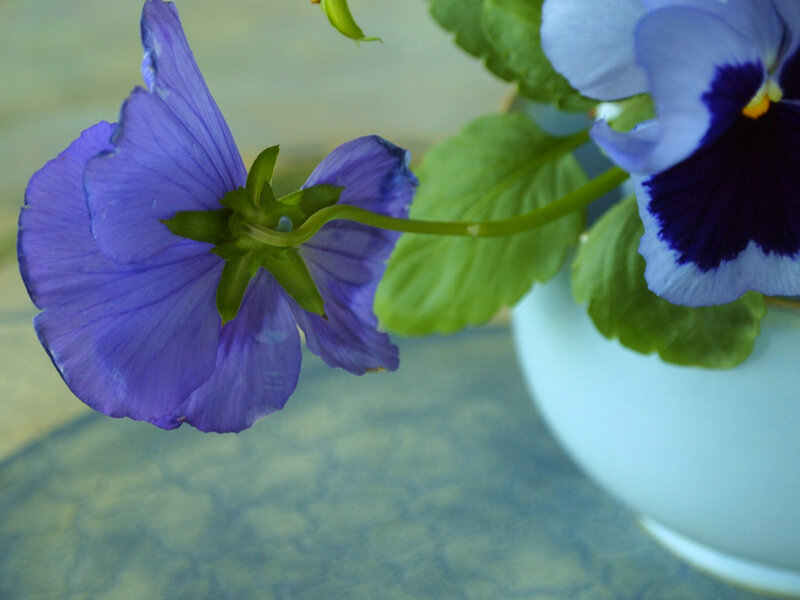 Purple Pansy Flower — Calm, Photograph, Leaf