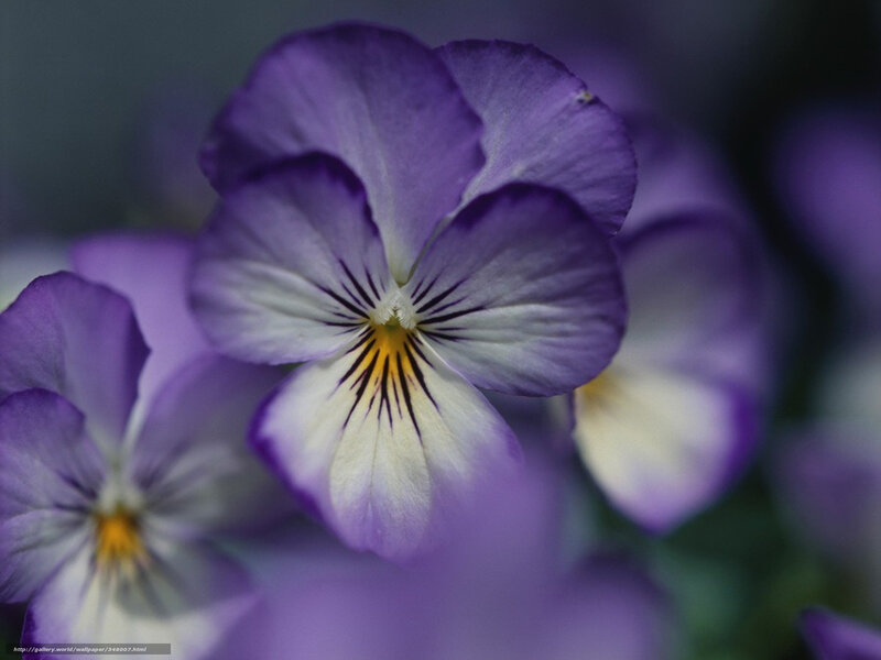 Purple Pansy Flower — Calm, Photograph, Petals, Center