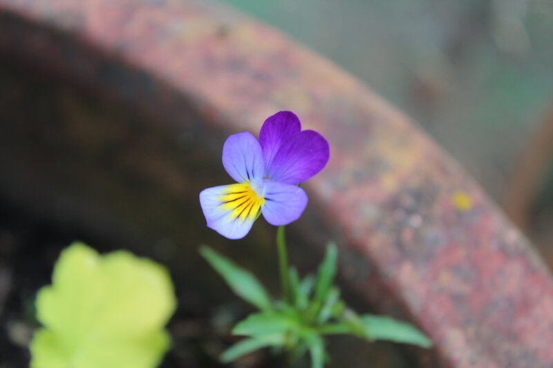 Purple Pansy Flower — Calm, Photograph, Pot