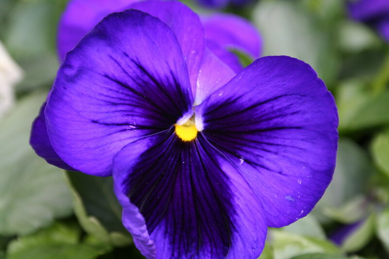 Purple Pansy Flower — Calm, Photograph