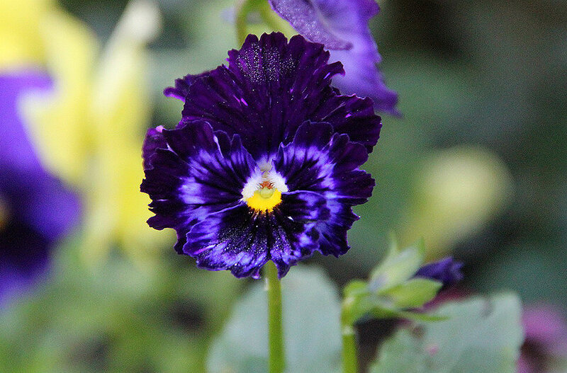 Purple Pansy Flower — Calm, Photograph, Yellow Flower