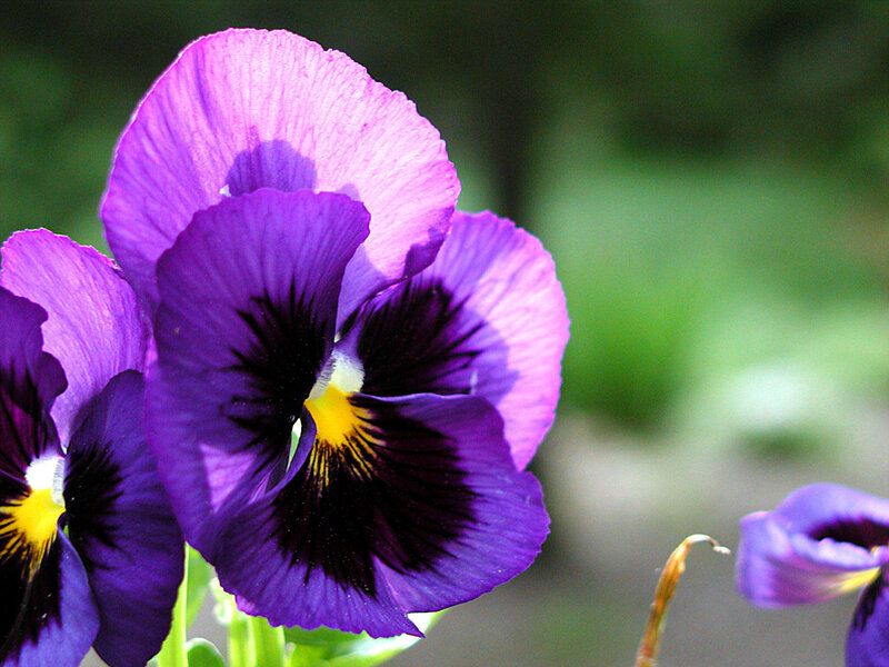 Purple Pansy Flower — Calm, Spring, Photograph, Green Leaves, Blurry Background