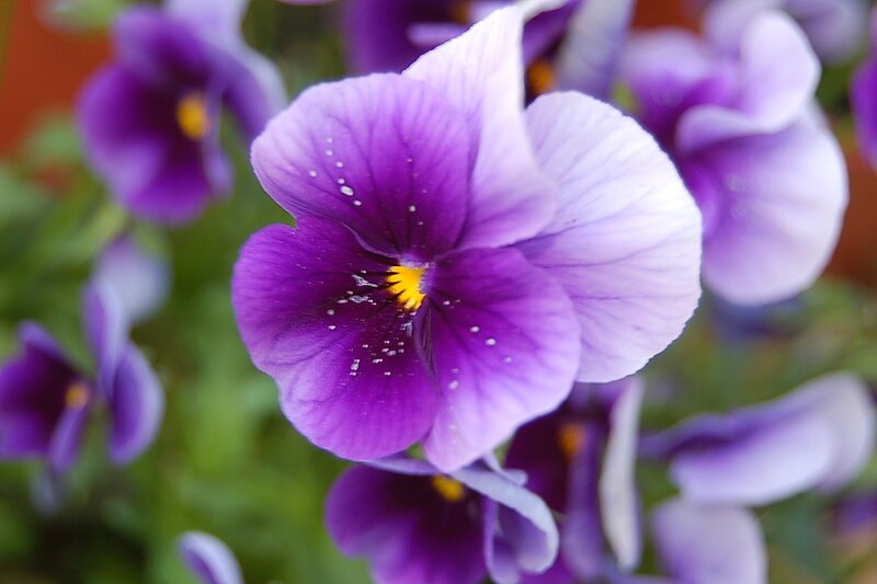 Purple Pansy Flower — Calm, Spring, Photograph, Green Leaves
