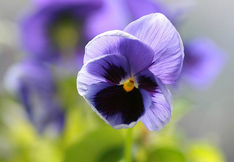 Purple Pansy Flower — Calm, Spring, Photograph, Petals