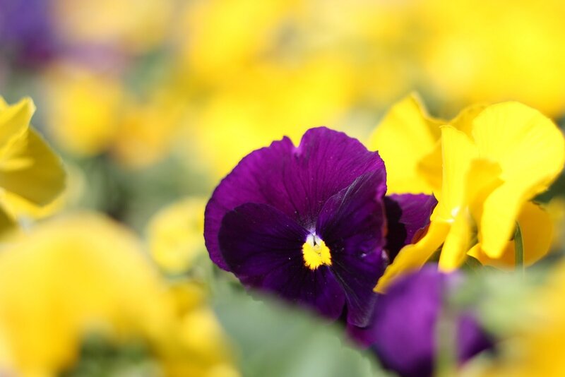 Purple Pansy Flower — Calm, Spring, Photograph