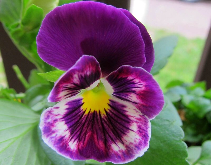 Purple Pansy Flower — Calm, Spring
