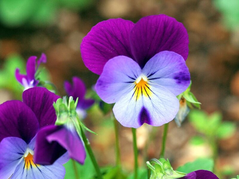 Purple Pansy Flower — Calm
