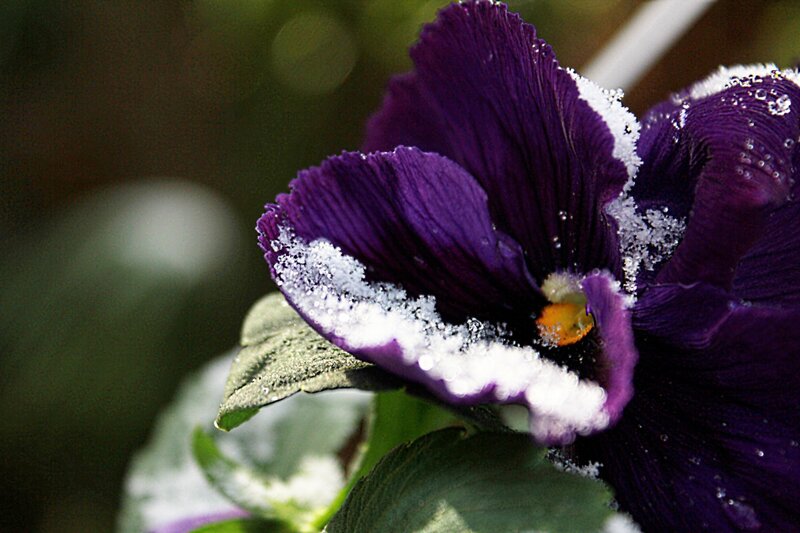 Purple Pansy Flower — Calm, Winter