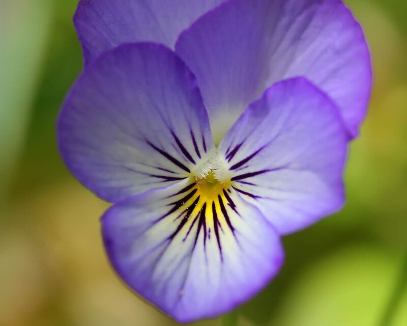 purple pansy flower close-up
