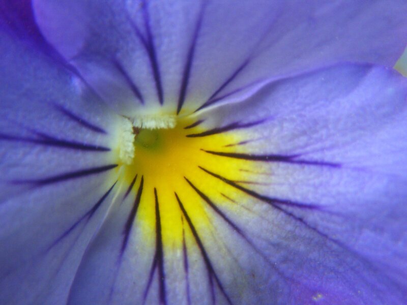 purple pansy flower close-up