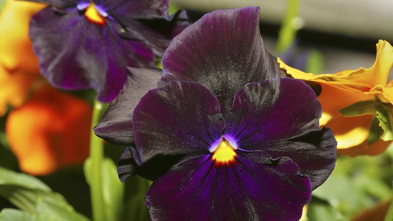 Purple pansy flower close-up