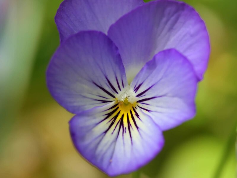 purple pansy flower close-up