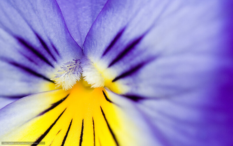 purple pansy flower close-up